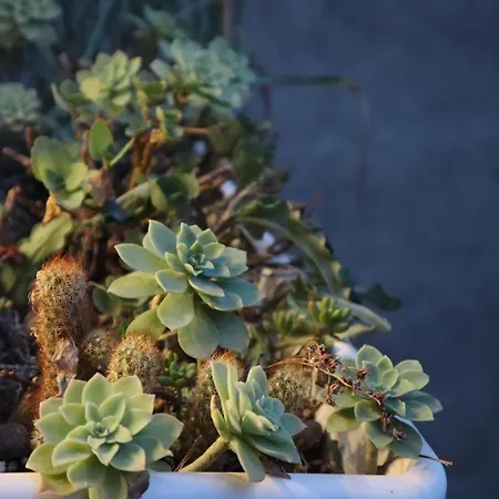 Jester Apartament Neapol